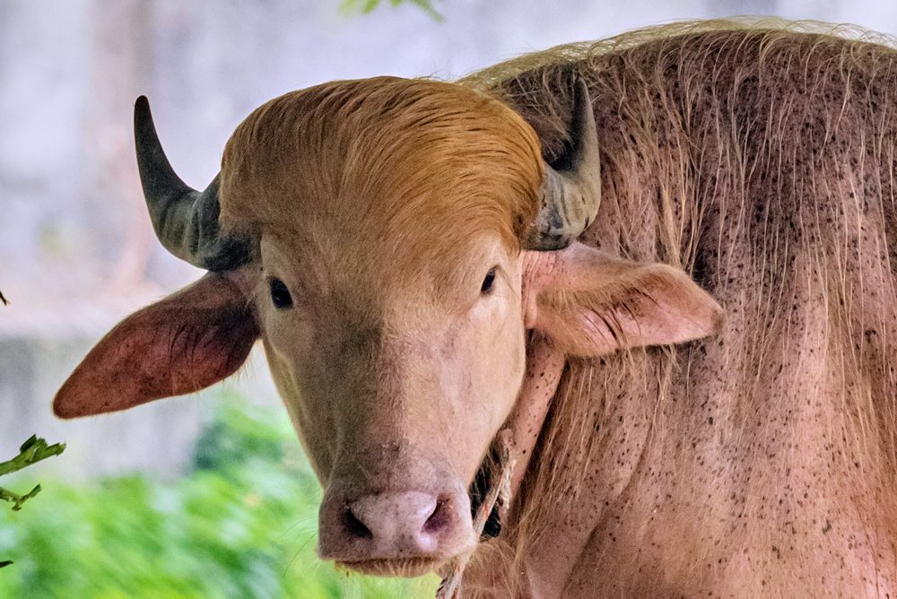 Bangladéš: Byvola „Donalda Trumpa“ ušetria, presunuli ho do zoo v Dháke