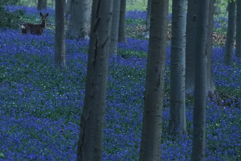 Rozkvitnuté zvončeky v belgickom Hallerbose