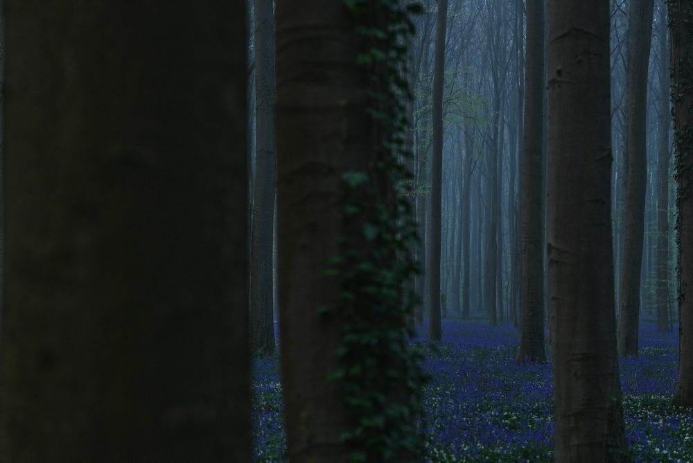 Rozkvitnuté zvončeky v belgickom Hallerbose