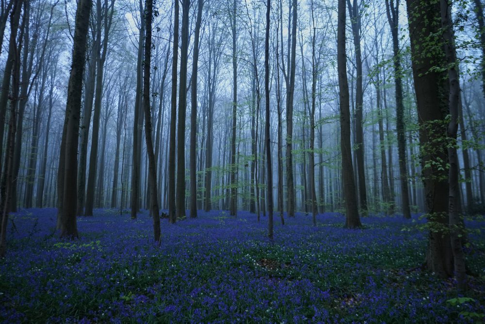Rozkvitnuté zvončeky v belgickom Hallerbose