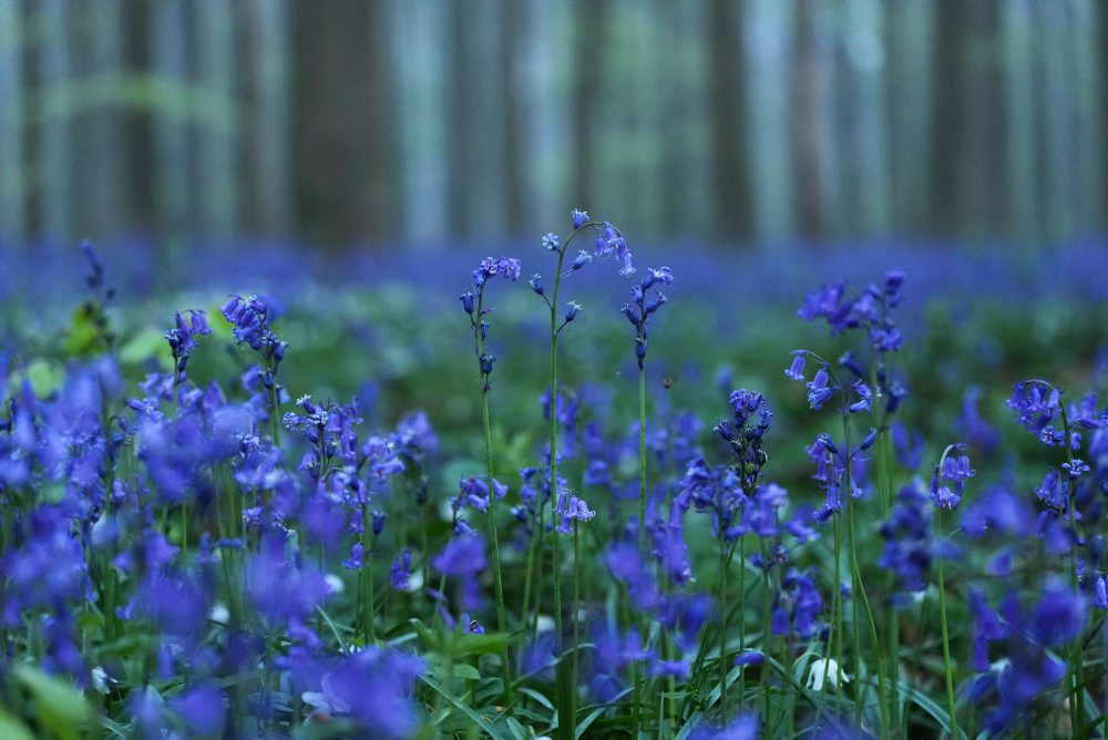 Rozkvitnuté zvončeky v belgickom Hallerbose