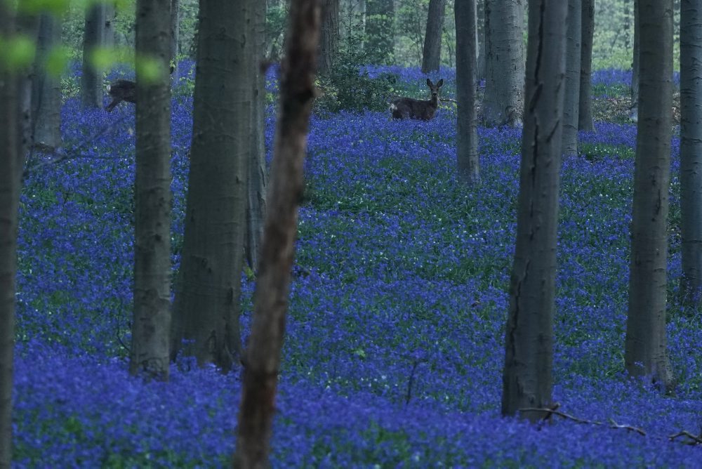 Rozkvitnuté zvončeky v belgickom Hallerbose