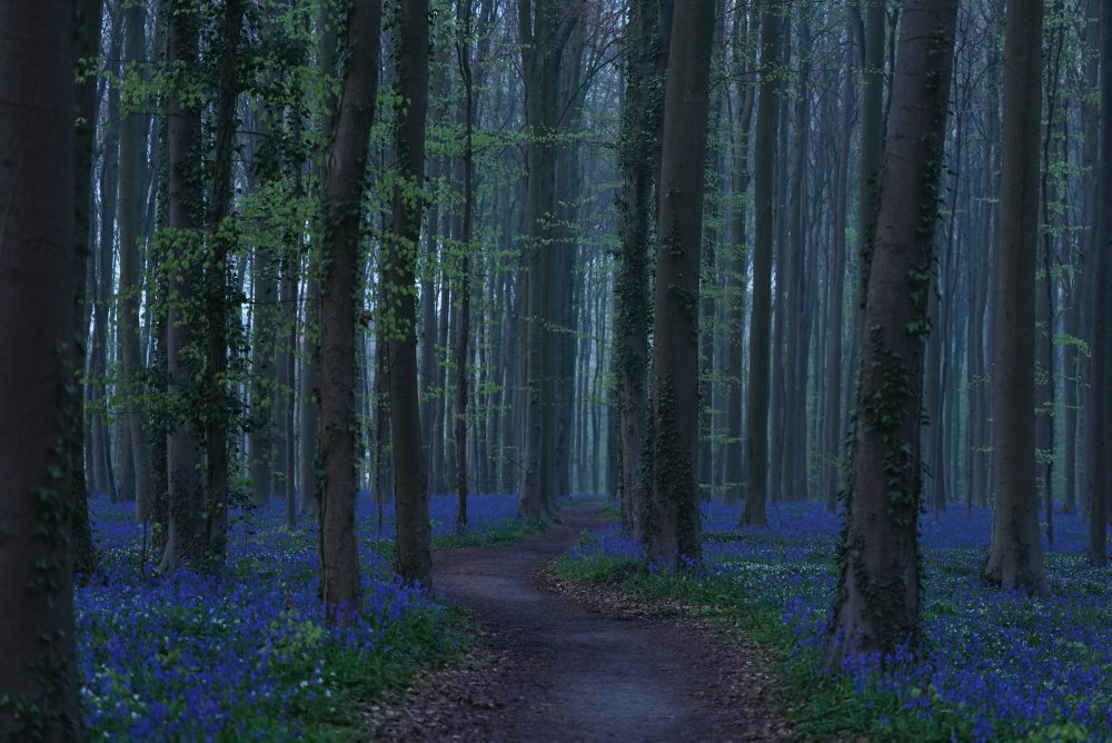 Rozkvitnuté zvončeky v belgickom Hallerbose