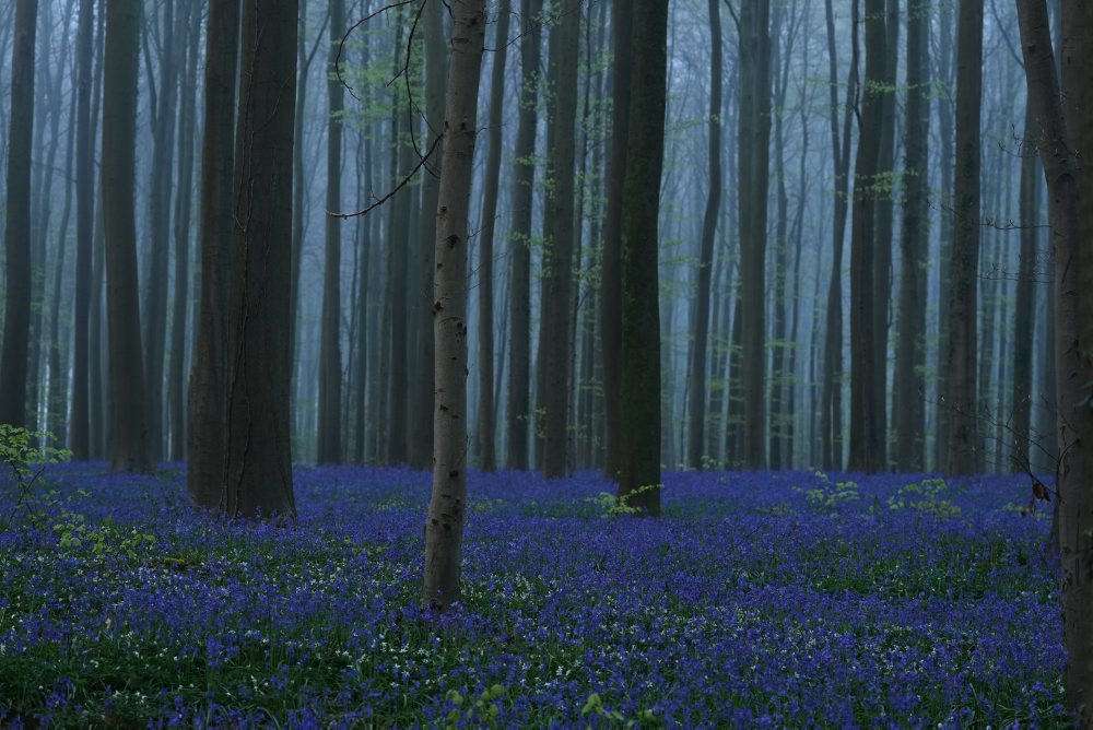 Rozkvitnuté zvončeky v belgickom Hallerbose