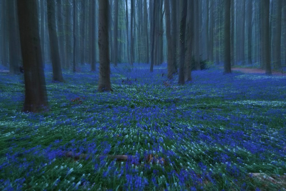 Rozkvitnuté zvončeky v belgickom Hallerbose