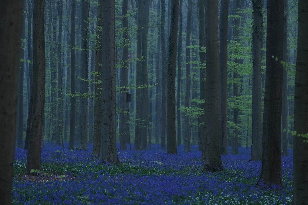 Rozkvitnuté zvončeky v belgickom Hallerbose