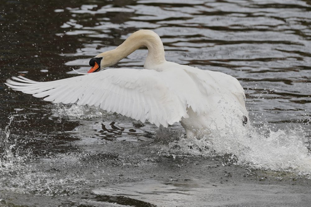 Denný život v Belgicku