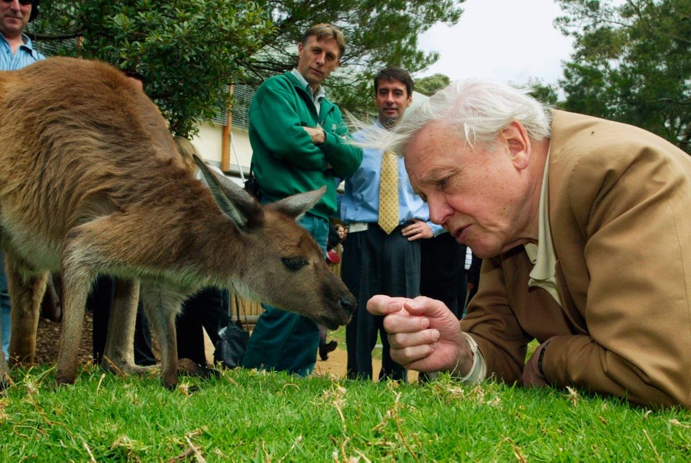 Sir David Attenborough sa dožíva 100 rokov 