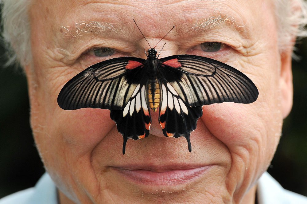 Sir David Attenborough sa dožíva 100 rokov 