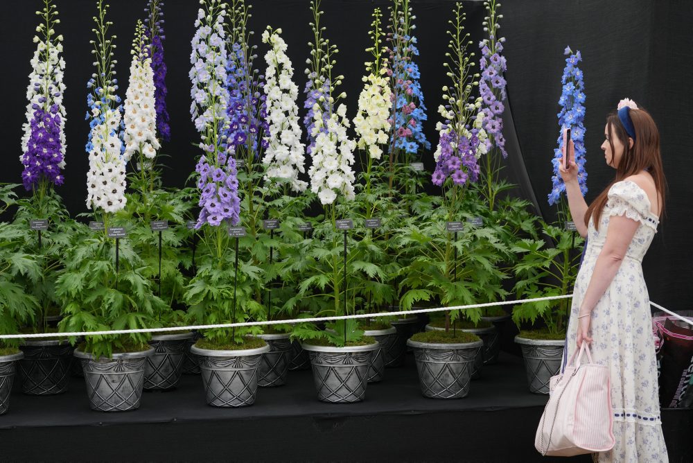 Výstava kvetov Chelsea Flower Show v Londýne
