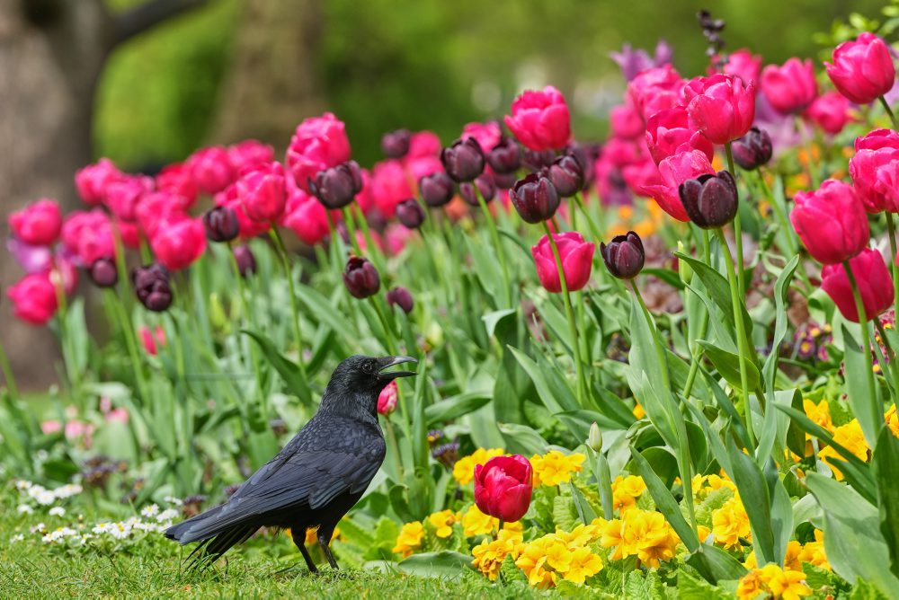 Záhon tulipánov v londýnskom parku