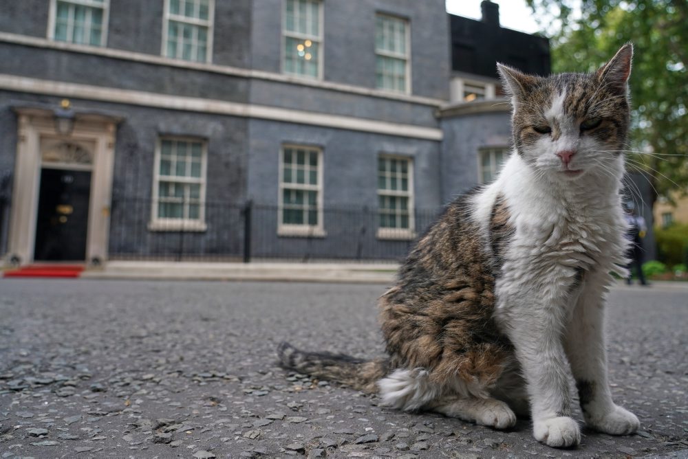 Kocúr Larry na Downing Street 10