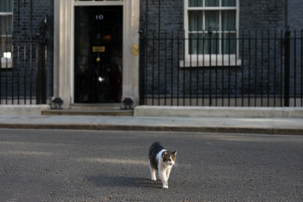 Kocúr Larry na Downing Street 10 v Londýne