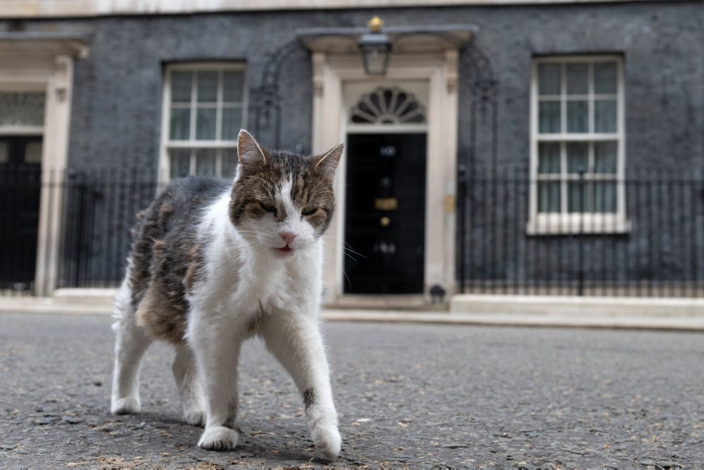 Kocúr Larry na Downing Street 10 v Londýne