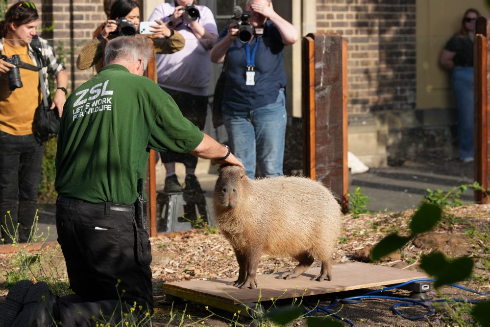 Váženie zvierat v zoologickej záhrade v Londýne