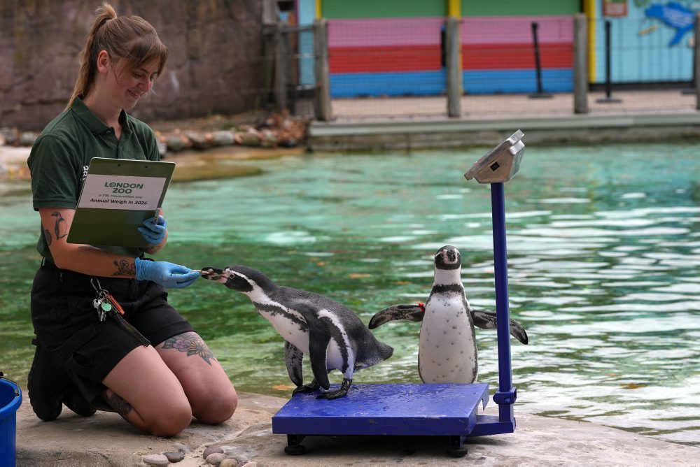 Váženie zvierat v zoologickej záhrade v Londýne