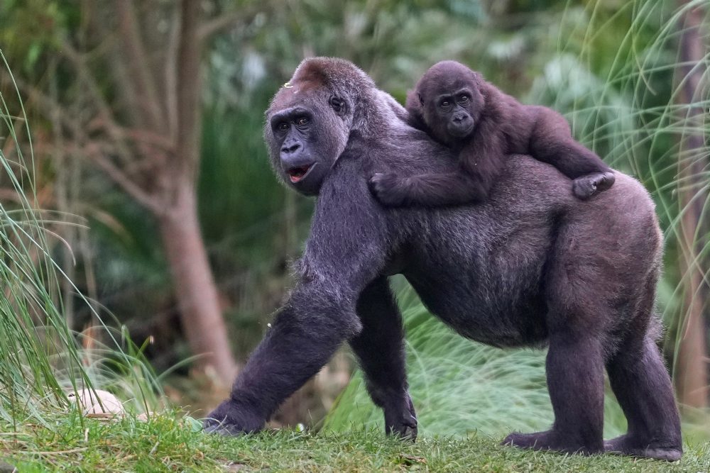 Vianoce v londýnskej zoo