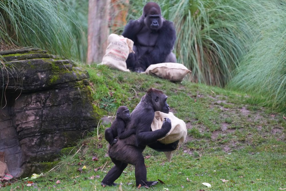 Vianoce v londýnskej zoo