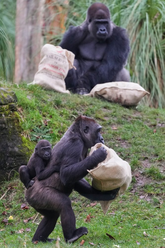 Vianoce v londýnskej zoo
