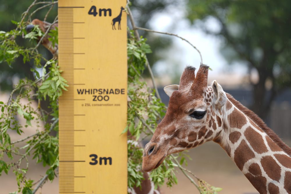 Váženie zvierat v zoologickej záhrade v britskom Bedfordshire