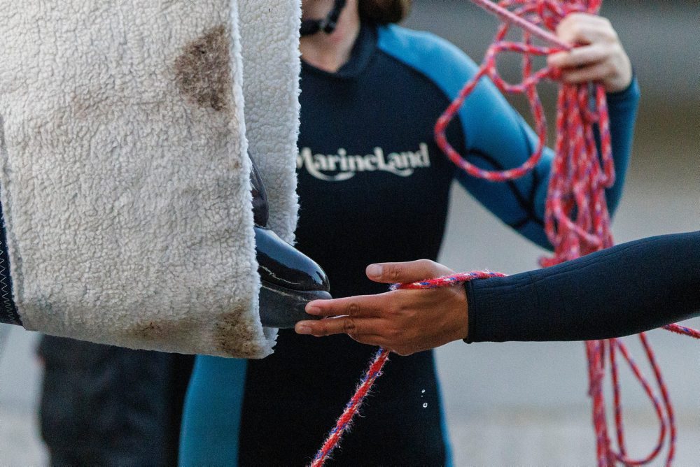 Prevoz delfínov zo zábavného parku Marineland do akvária v Španielsku