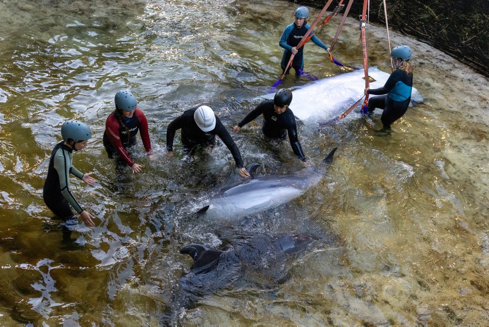 Prevoz delfínov zo zábavného parku Marineland do akvária v Španielsku