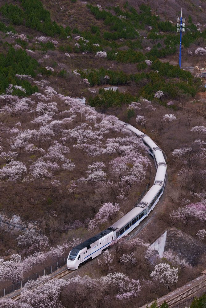 Kvitnúce broskyne v Čine