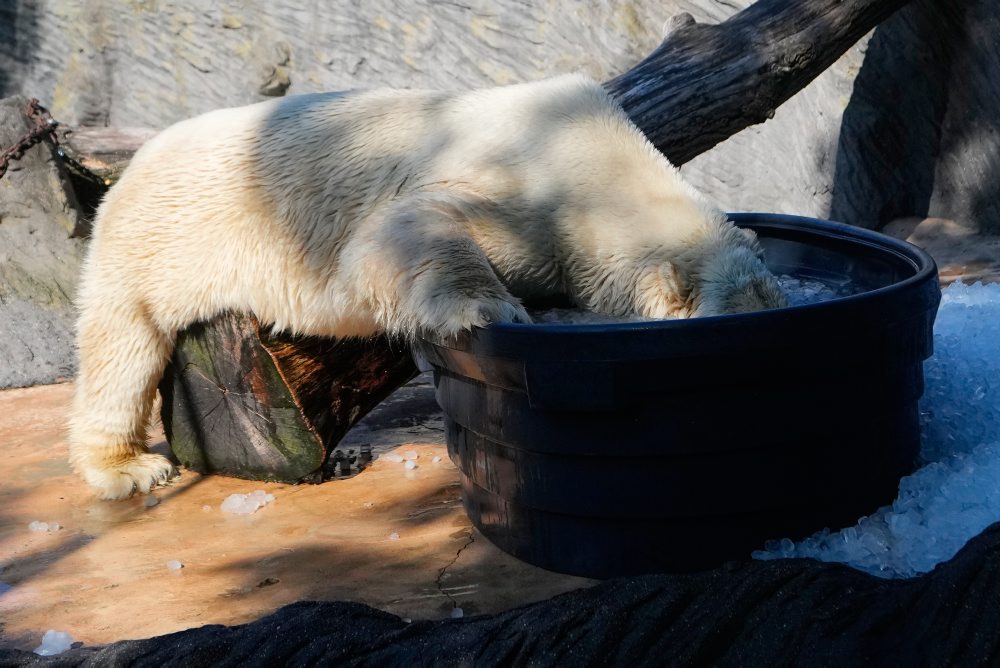 V pražskej ZOO sa ľadové medvede počas horúčav ochladzujú kockami ľadu 