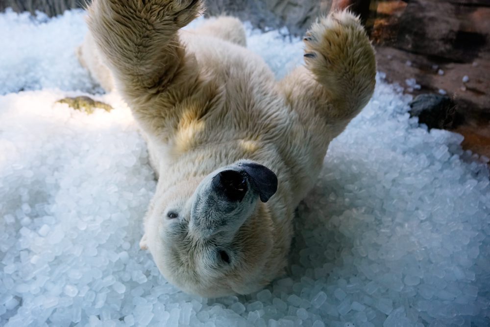 V pražskej ZOO sa ľadové medvede počas horúčav ochladzujú kockami ľadu 