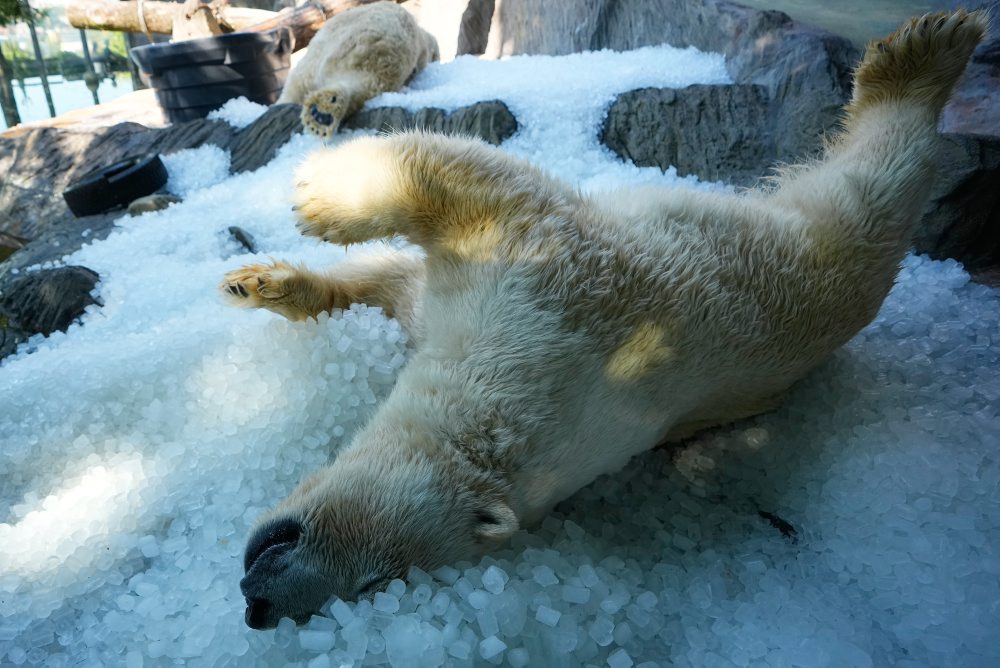 V pražskej ZOO sa ľadové medvede počas horúčav ochladzujú kockami ľadu 