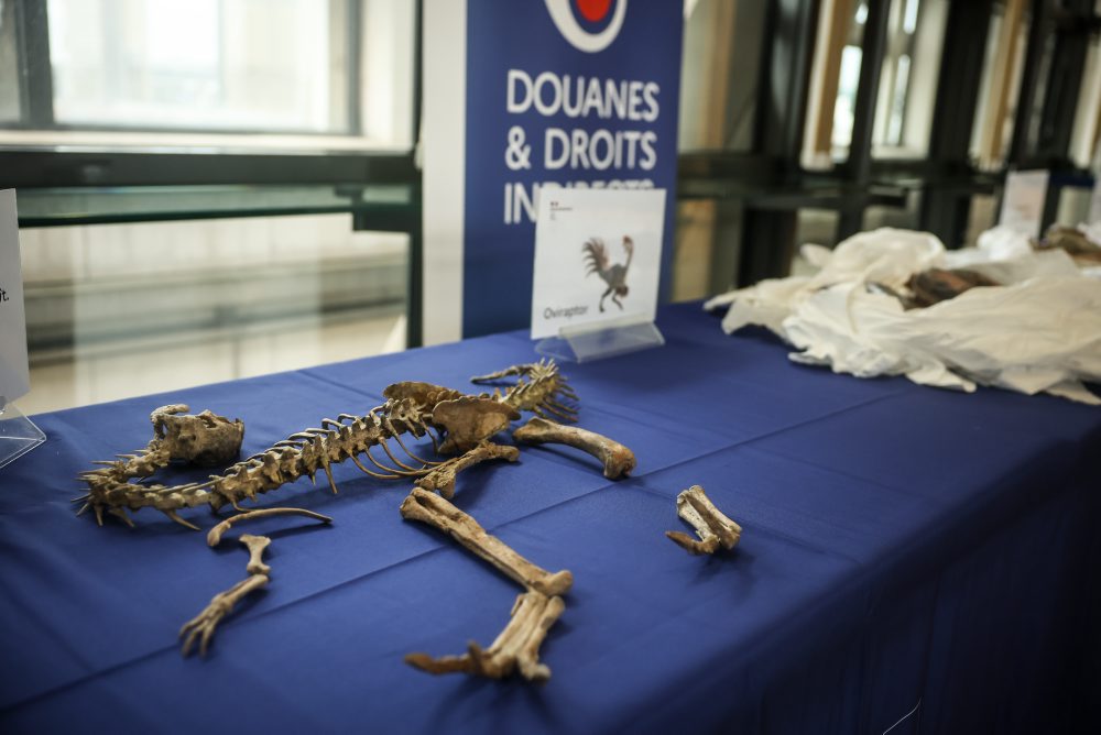 Francúzsko vrátilo Mongolsku pašovanú kostru dinosaura