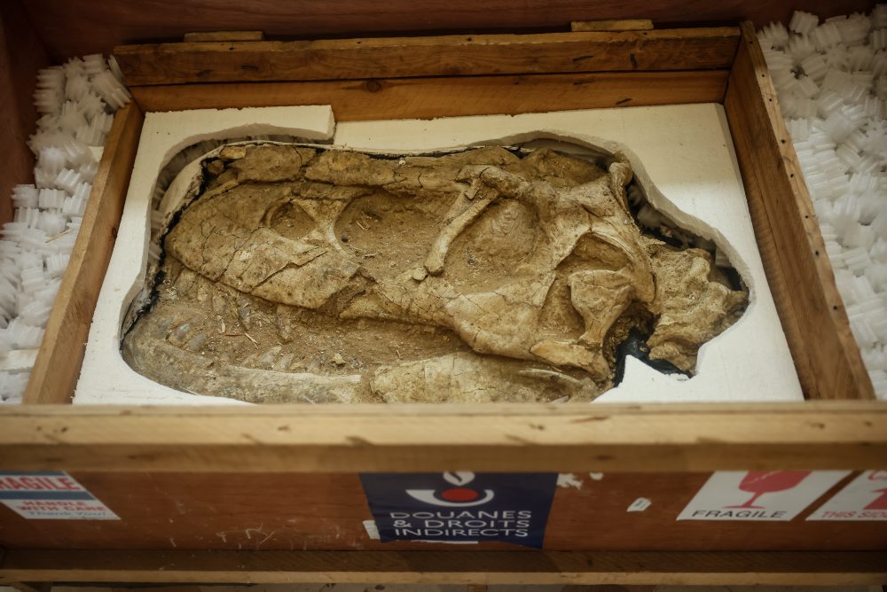 Francúzsko vrátilo Mongolsku pašovanú kostru dinosaura