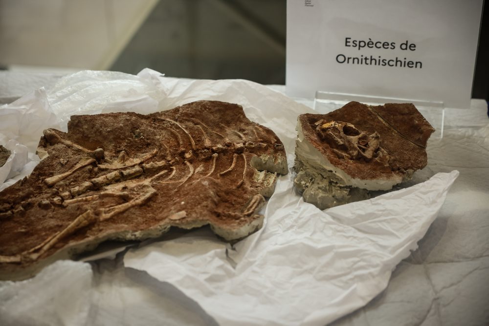 Francúzsko vrátilo Mongolsku pašovanú kostru dinosaura