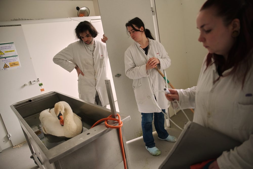 Veterinárna klinika pre divokú zver vo Francúzsku
