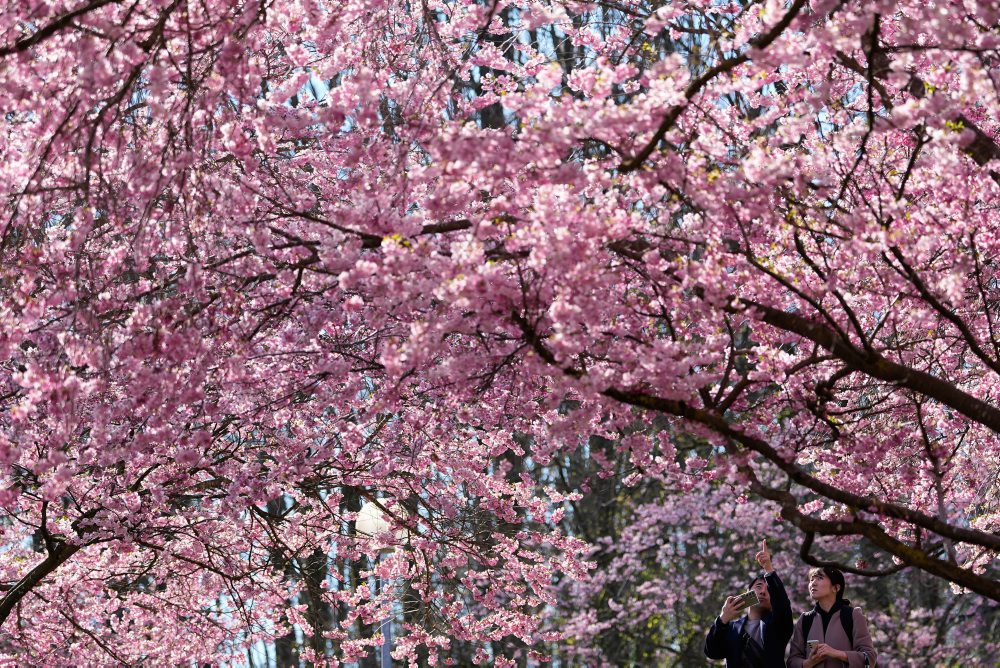 Rozkvitnuté čerešne v Olympijskom parku v Mníchove