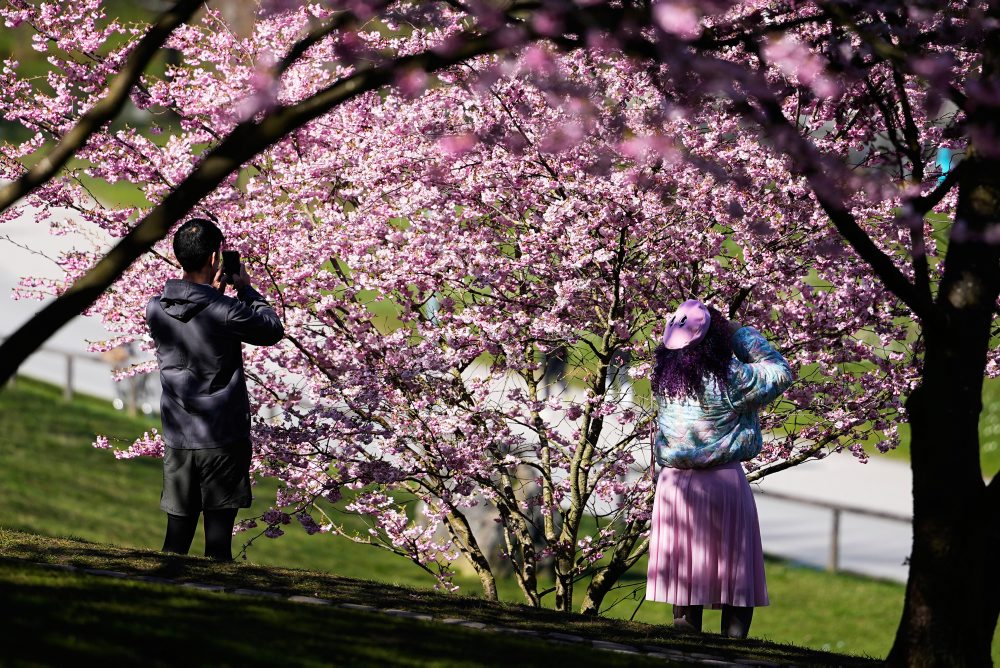 Rozkvitnuté čerešne v Olympijskom parku v Mníchove