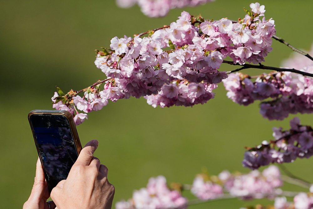 Rozkvitnuté čerešne v Olympijskom parku v Mníchove