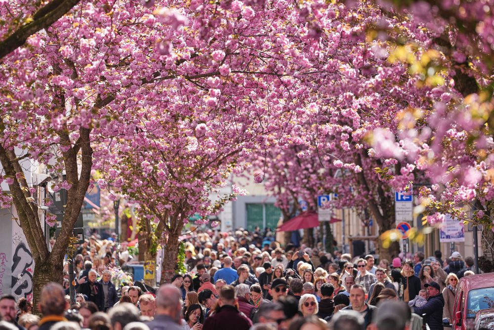 Rozkvitnuté čerešne v Bonne