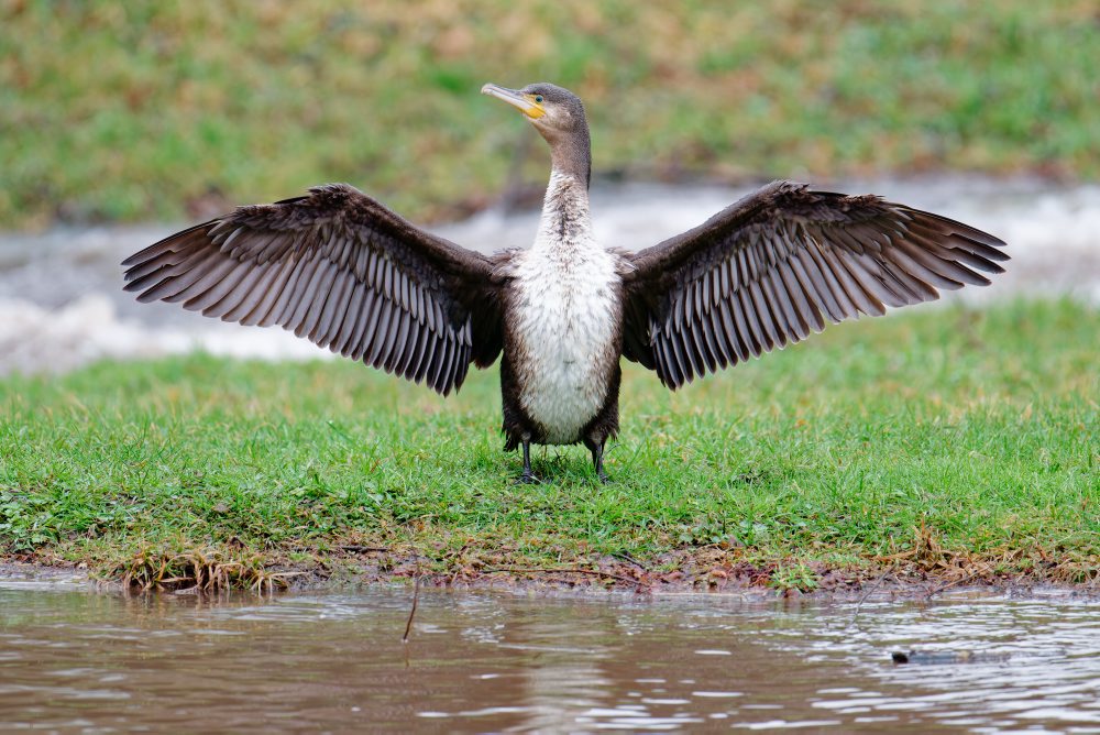 Denný život v Nemecku