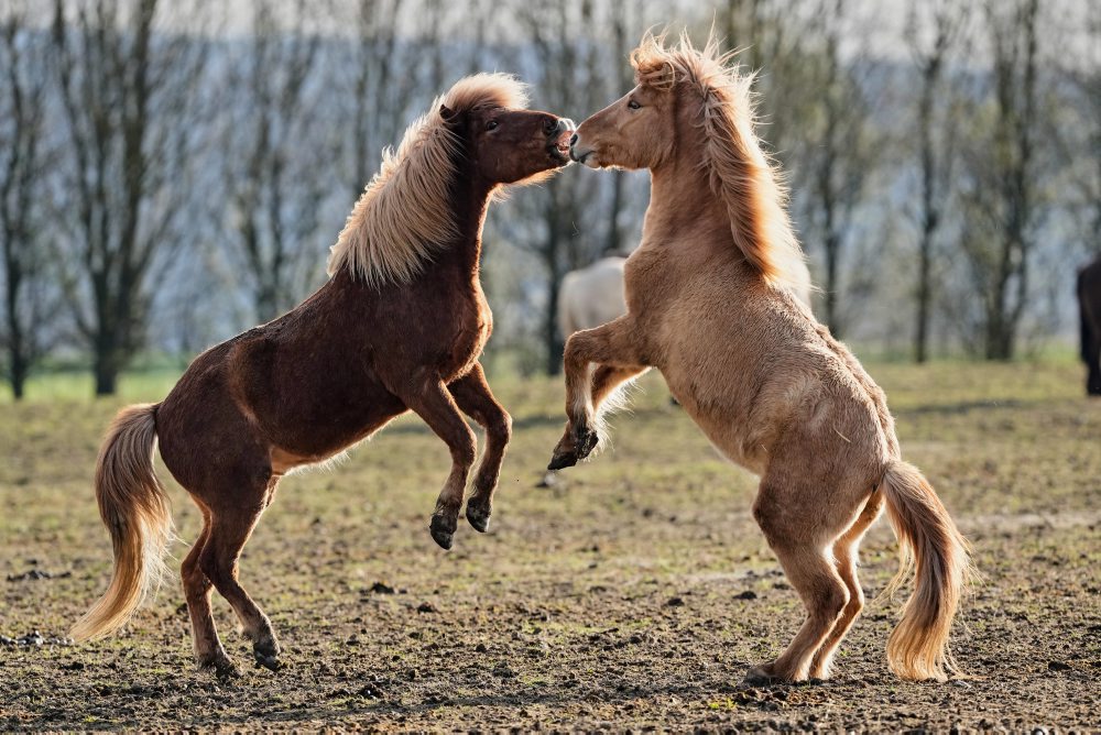 Islandské kone v nemeckom meste Wehrheim