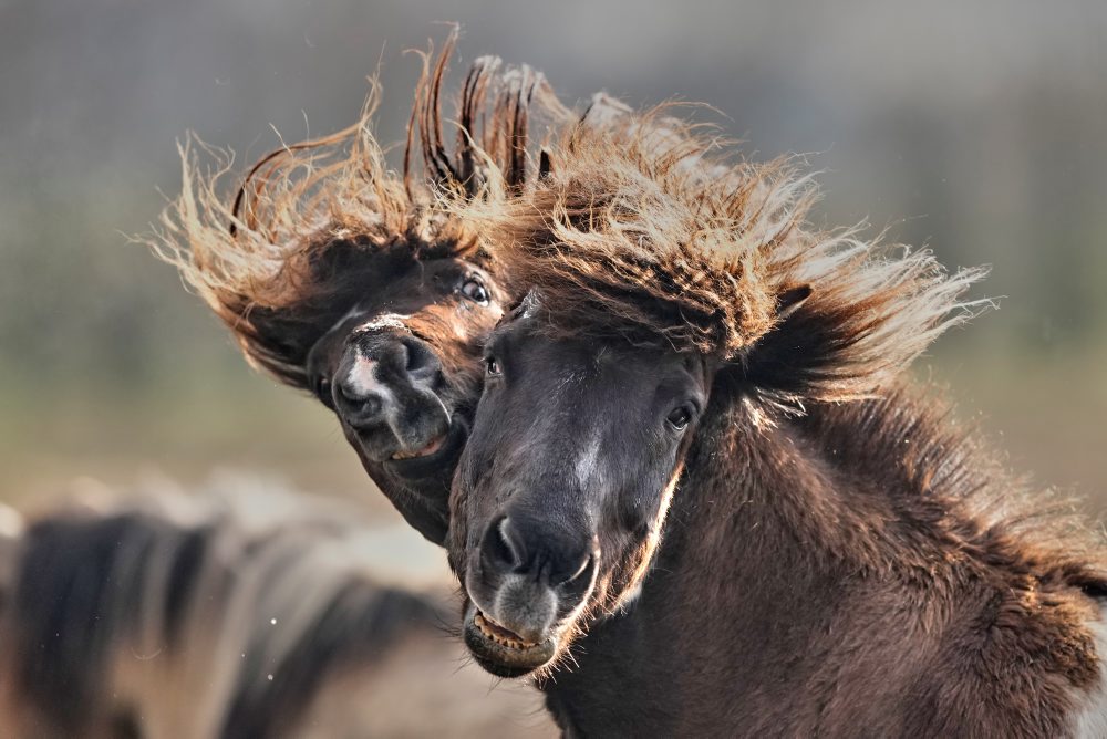 Islandské kone v nemeckom meste Wehrheim