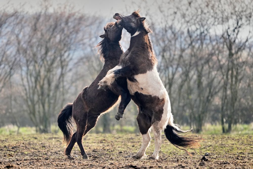 Islandské kone v nemeckom meste Wehrheim