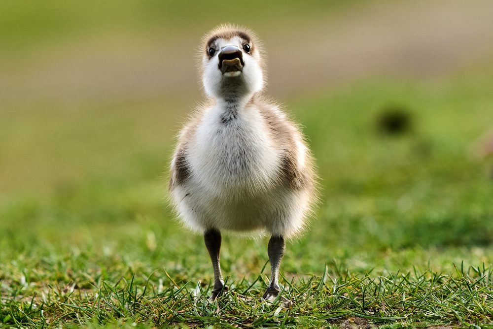 Husatká pri rieke Mohan vo Frankfurte 