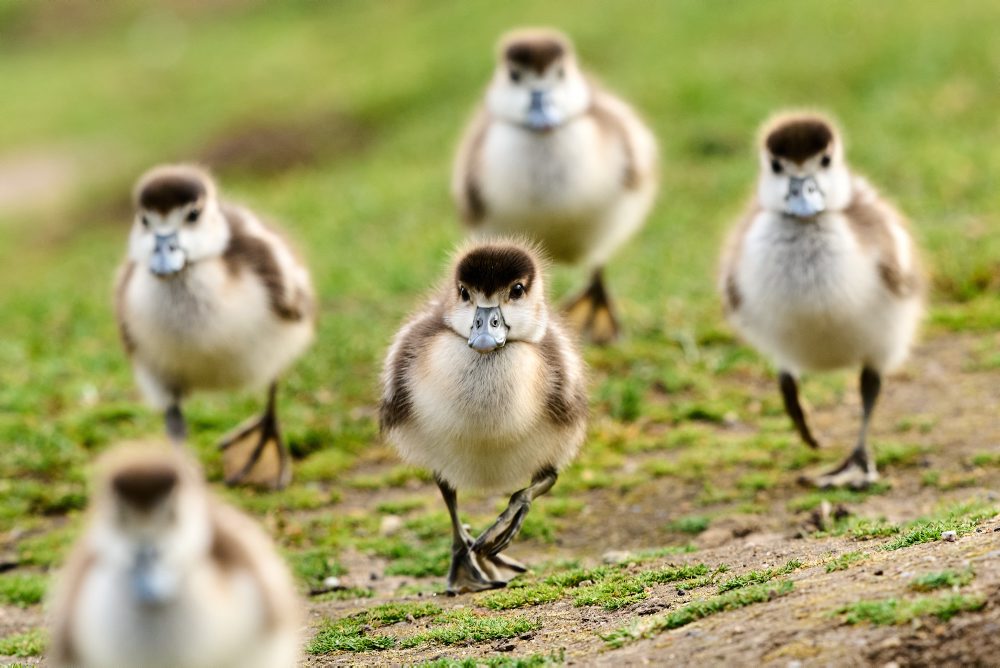 Husatká pri rieke Mohan vo Frankfurte 