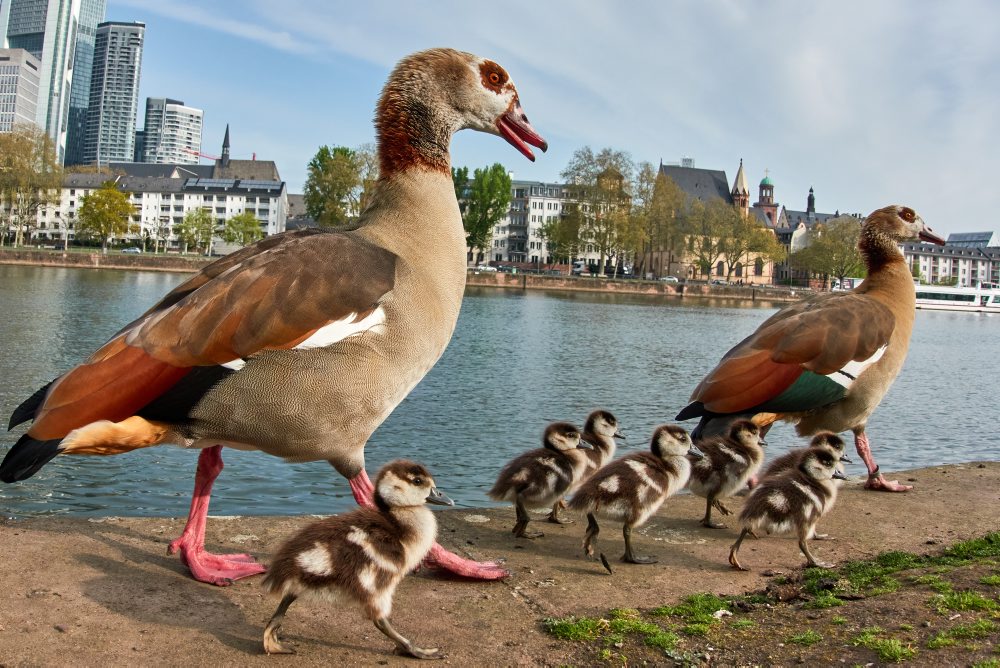 Husatká pri rieke Mohan vo Frankfurte 