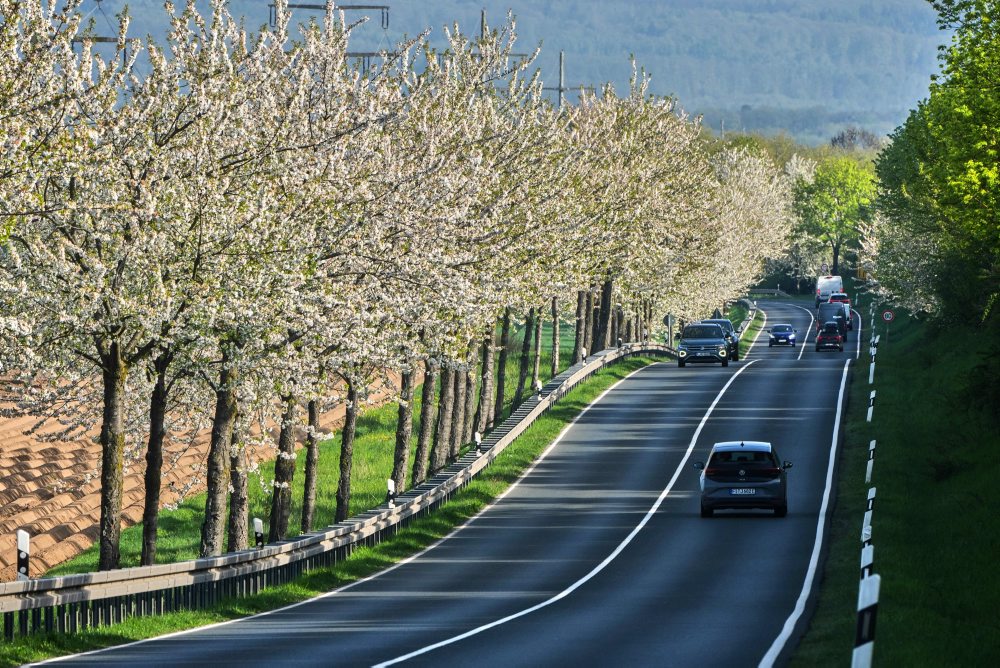 Kvitnúce stromy pri ceste vo Frankfurte