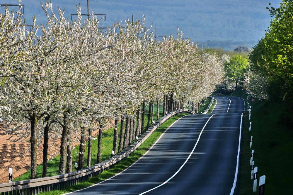 Kvitnúce stromy pri ceste vo Frankfurte