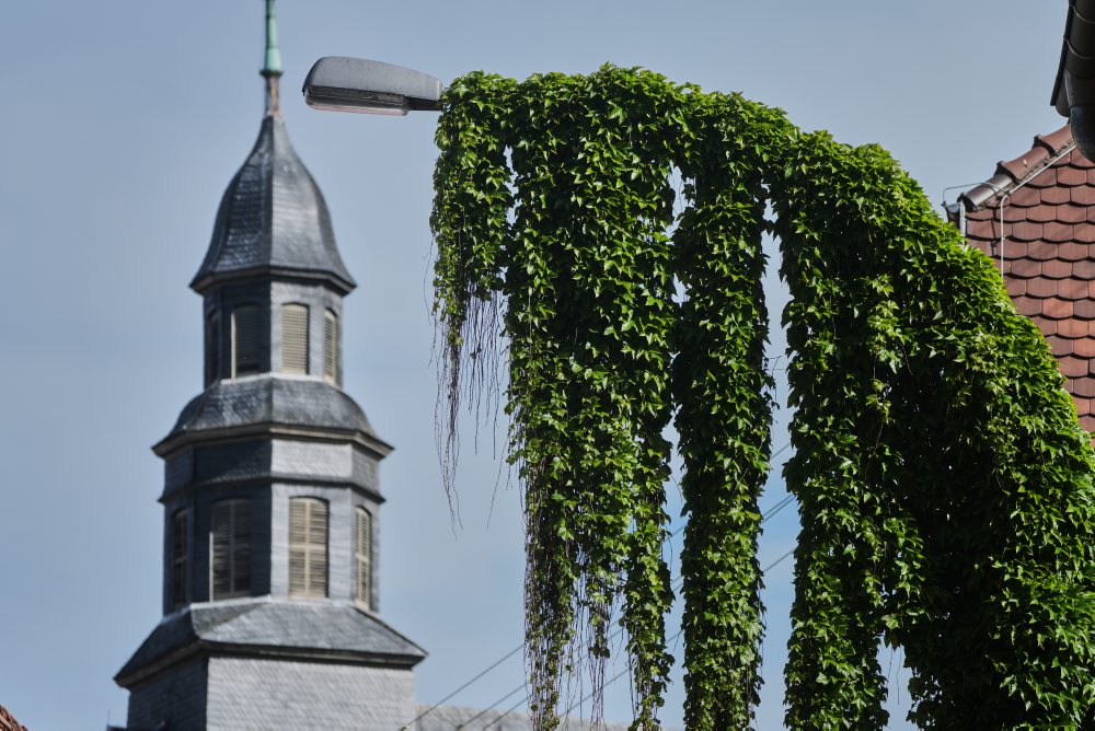 Brečtanom obrastená pouličná lampa v Nemecku 