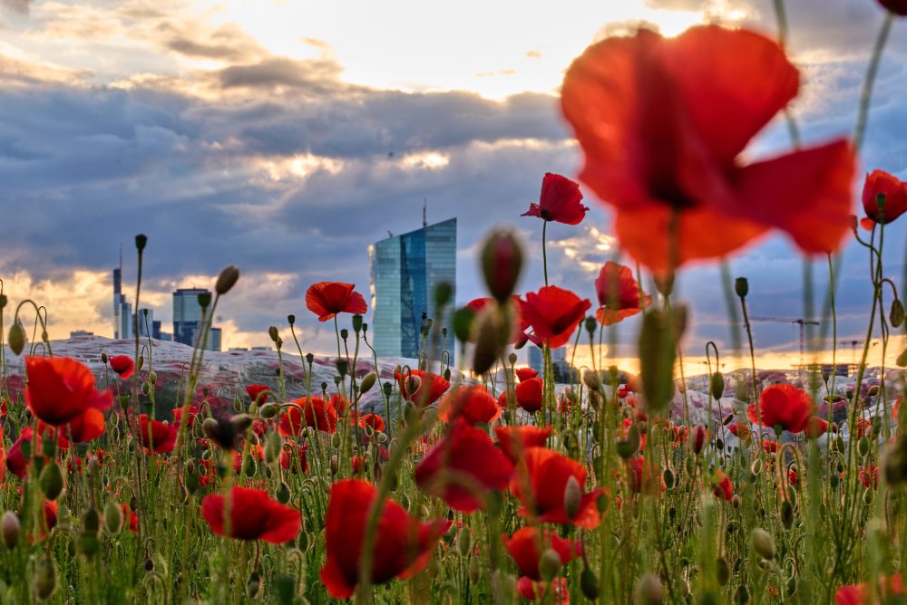 Pole s rozkvitnutým vlčím makom vo Frankfurte nad Mohanom