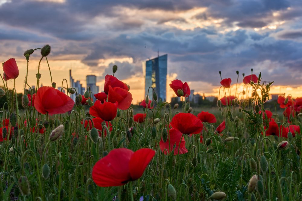 Pole s rozkvitnutým vlčím makom vo Frankfurte nad Mohanom